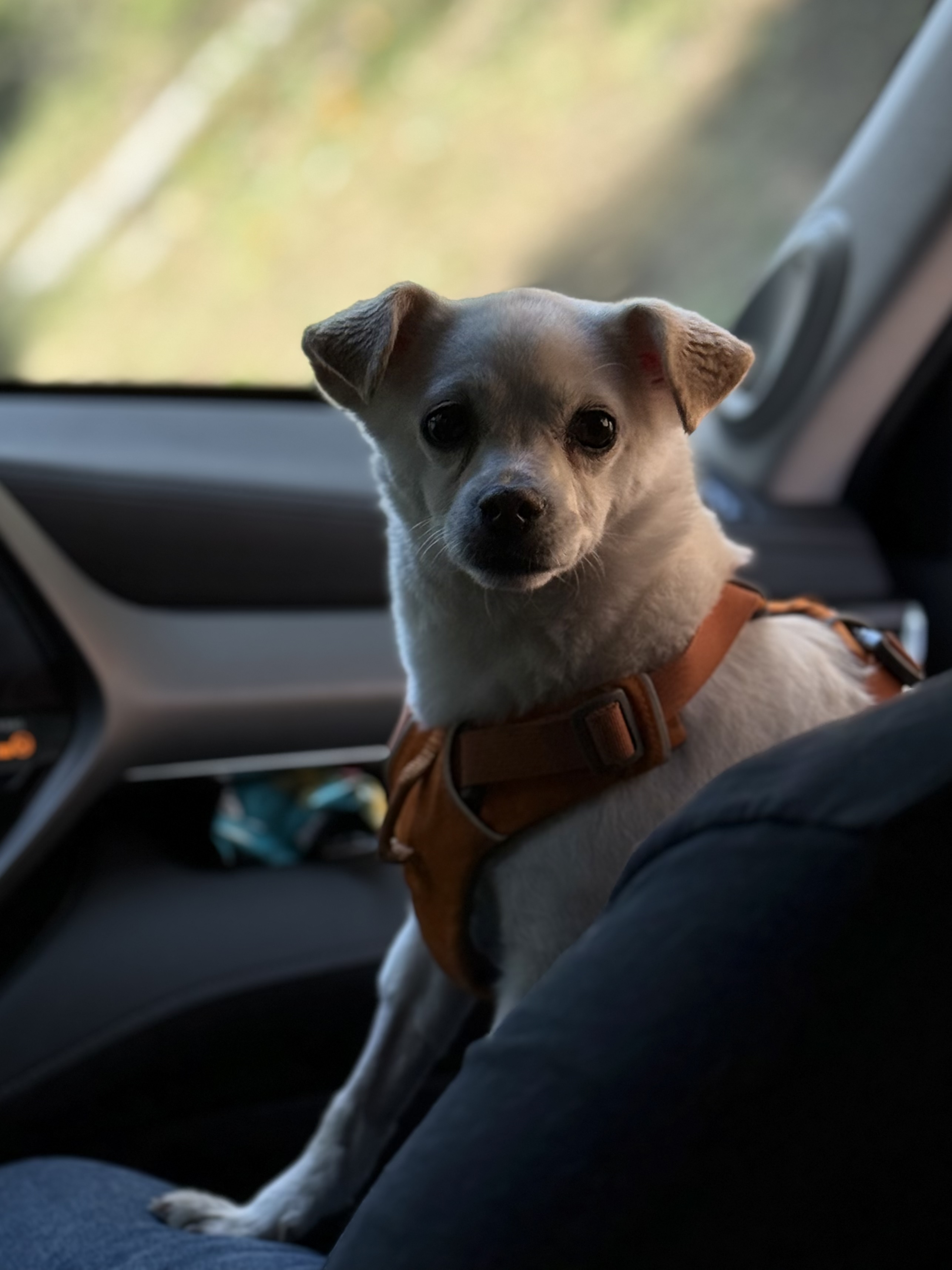 Morty the dog